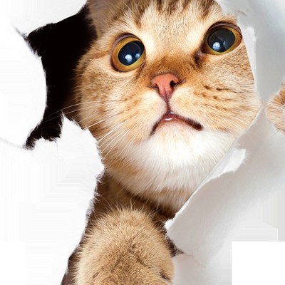 Hot Sale 1PC 3D Cute Kitten Closestool Sticker Kids Bedroom