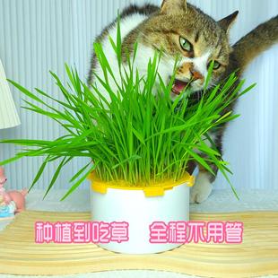 3.1六旋扣猫草盆 免手持防拔化毛吐毛球三层水培自种懒人猫草