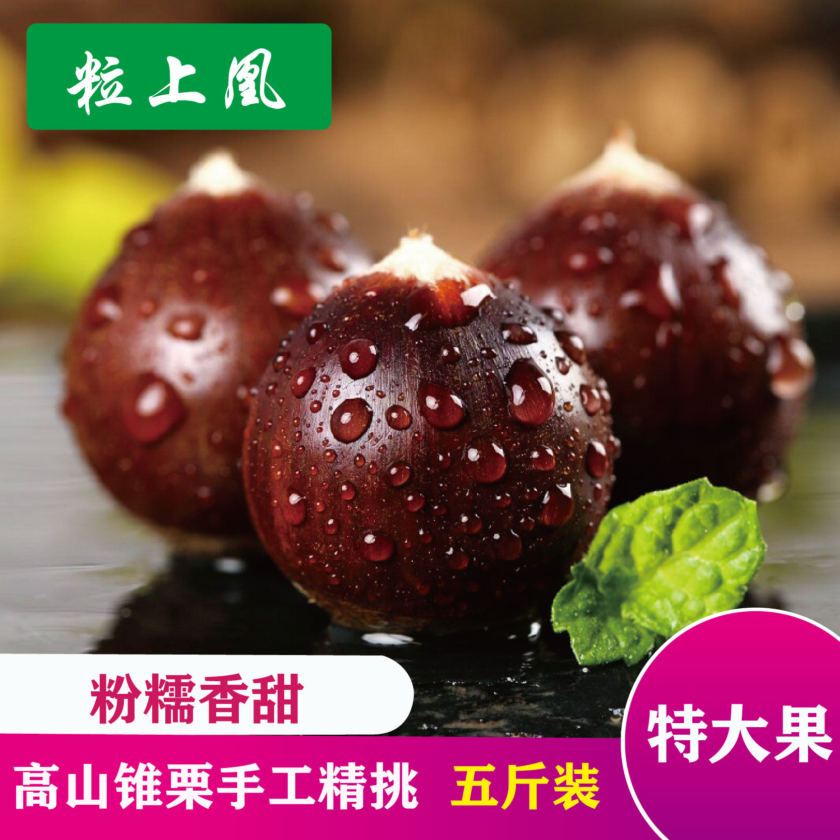 新鲜锥栗郑栗王包邮现摘