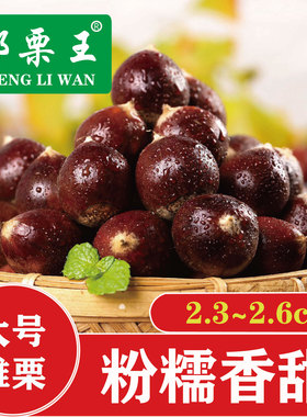 福建建瓯锥栗2025年新货高山野生板栗子毛栗子油栗尖栗子