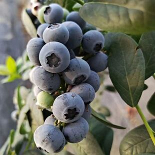 盒 孕妇宝宝辅食护眼蓝梅水果现摘100g 新鲜蓝莓鲜果大果18 22mm