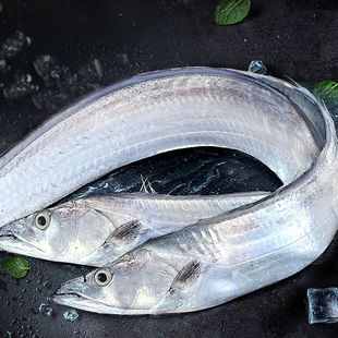 新鲜整条带鱼野生黄海小眼油带鱼正宗刀鱼小船货精品半斤左右一条
