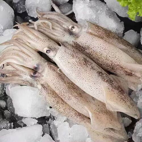新鲜笔管鱼海兔子 海鲜水产鲜活冷冻笔管鱼1包1斤到手4包
