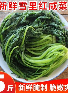 东北新鲜雪菜农家2025腌制雪里蕻正宗绿色叶雪里红咸菜饭菜爽口
