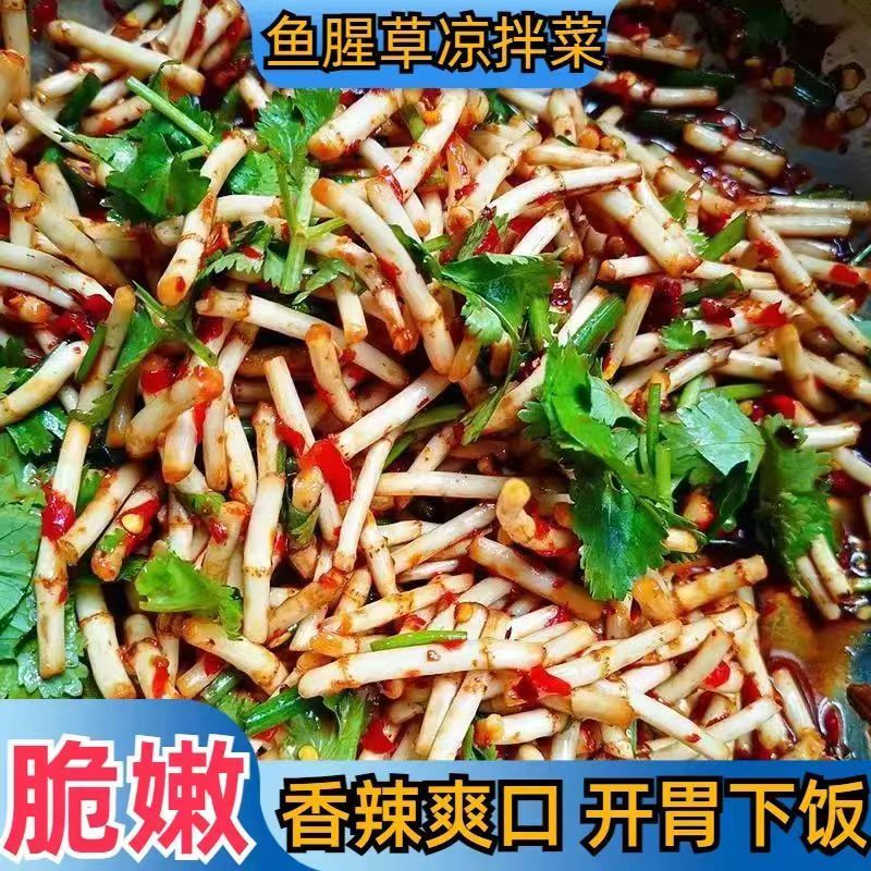 新货特价】折耳根酸辣即食新鲜鱼腥草袋装特产下饭菜腌剁椒糟辣椒