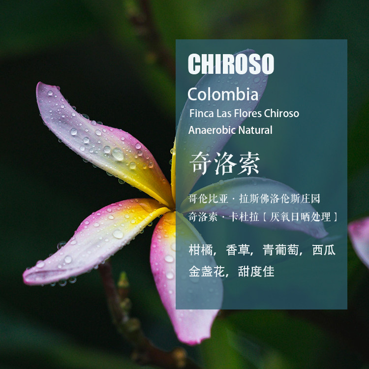 哥伦比亚奇洛索手冲单品咖啡豆