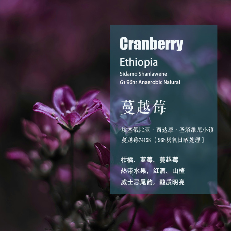 圣塔维尼74158蔓越莓手冲单品豆