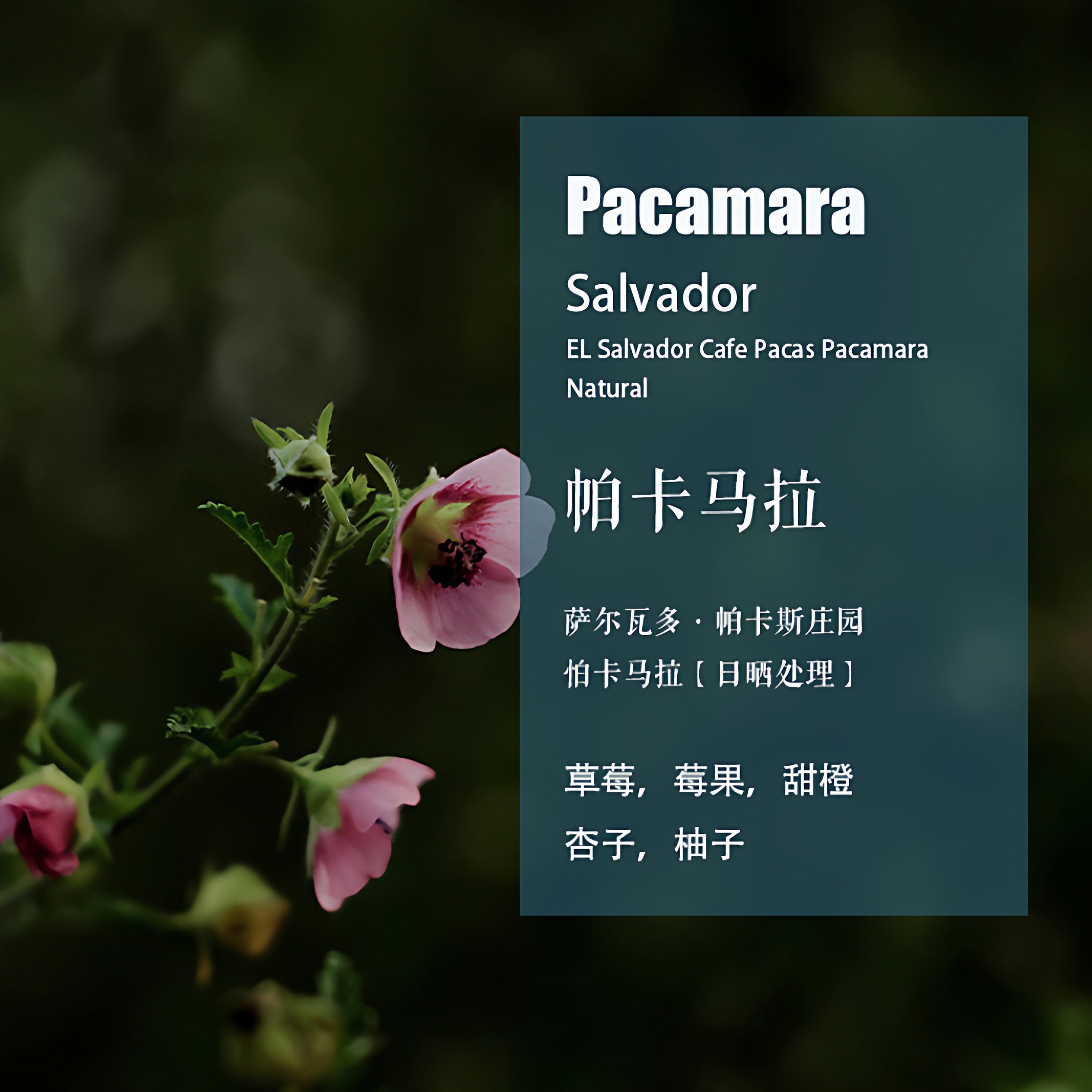 萨尔瓦多帕卡马拉手冲单品咖啡豆