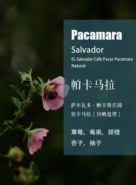 萨尔瓦多帕卡斯庄园怕卡马拉Pacamara咖啡豆日晒处理手冲单品咖啡