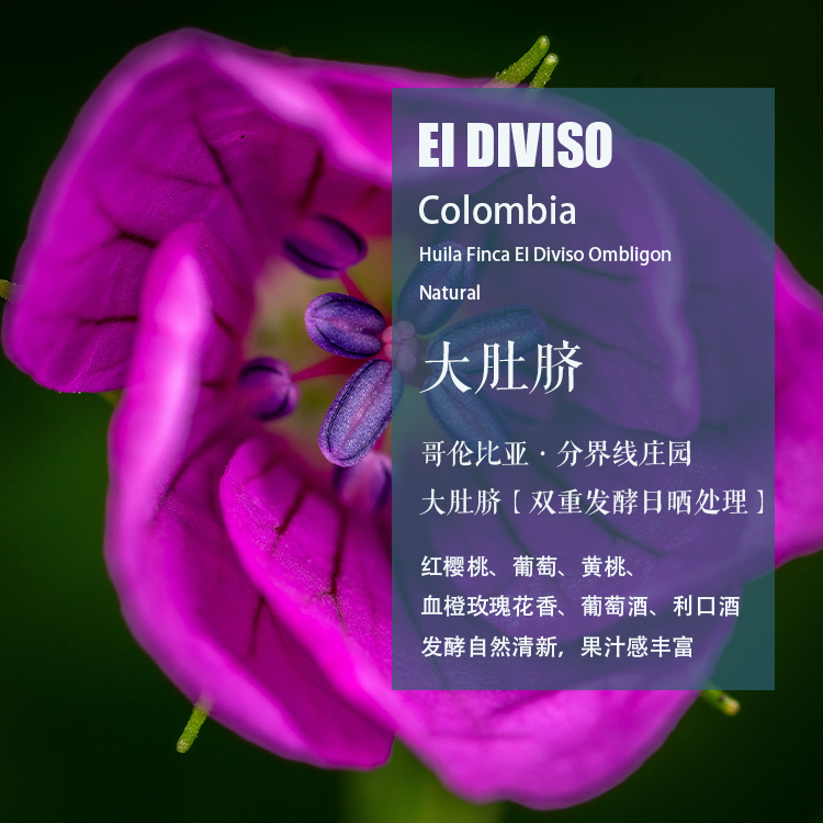 分界线庄园大肚脐日晒处理咖啡豆