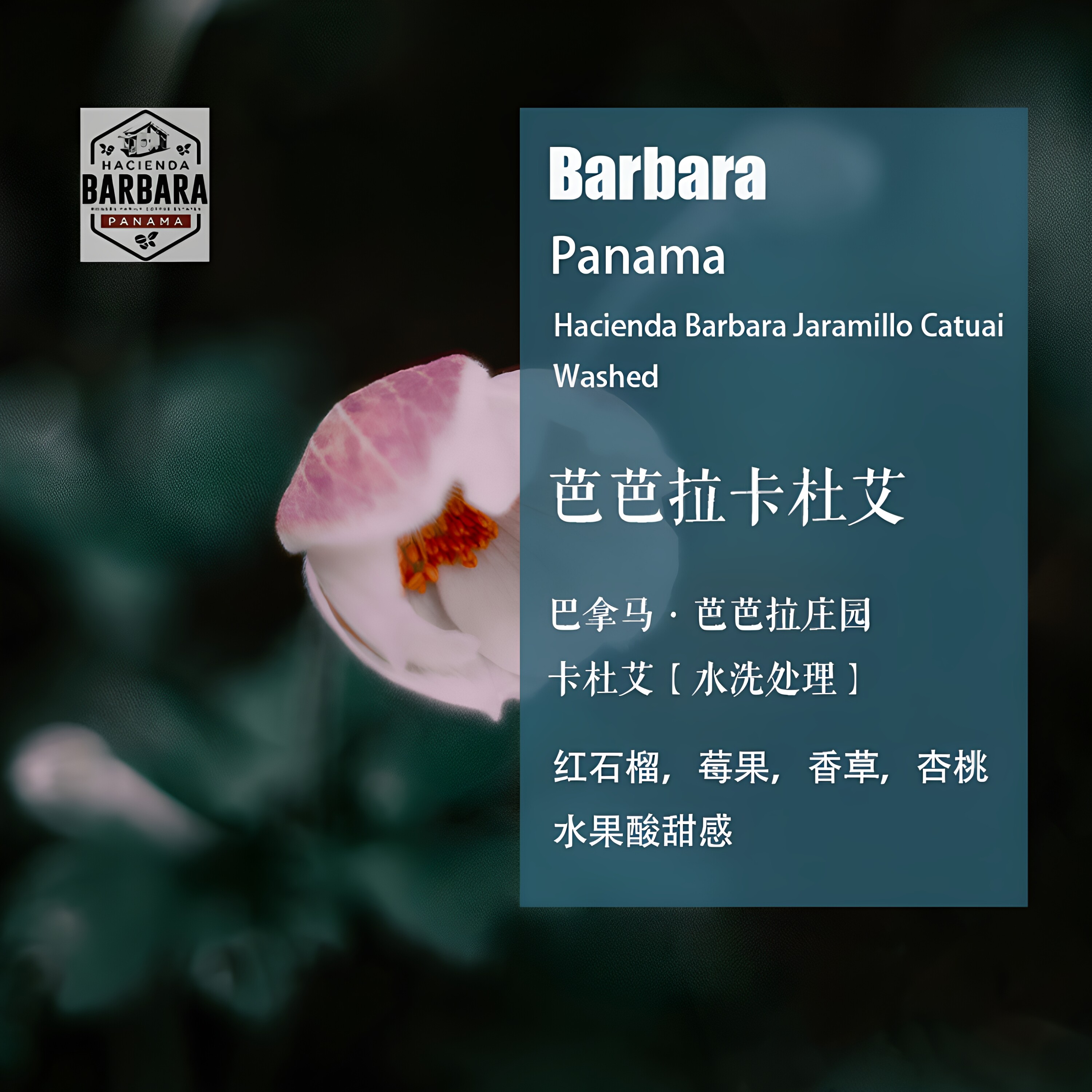 巴拿马芭芭拉庄园卡杜艾手冲咖啡