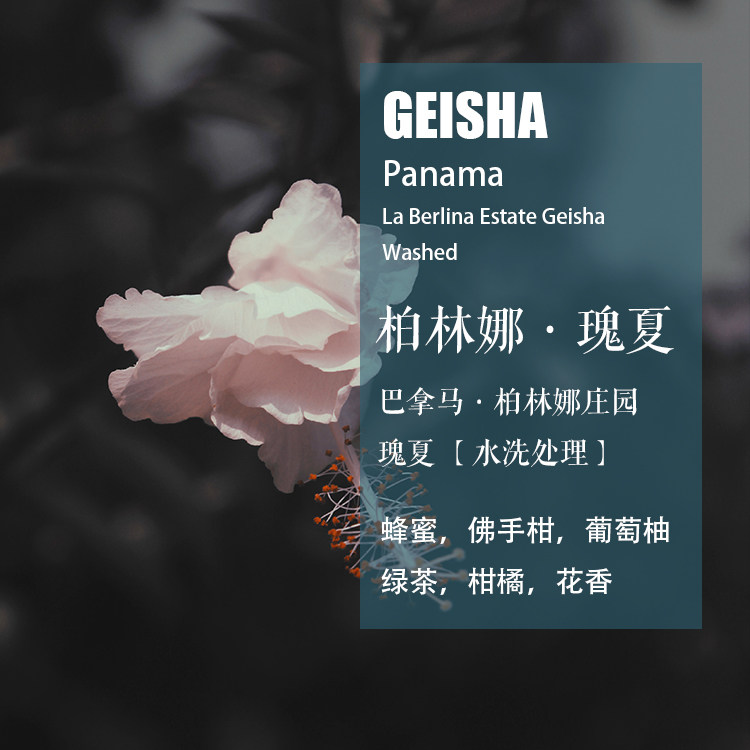 巴拿马柏林娜庄园瑰夏Geisha水洗处理咖啡豆 手冲单品 新鲜现烘焙