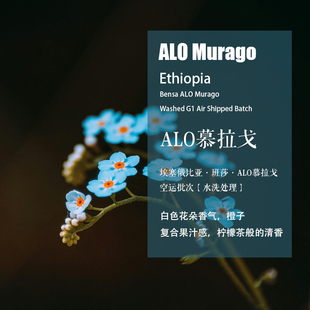 埃塞俄比亚班莎ALO慕拉戈Murago水洗处理咖啡豆空运批次手冲单品