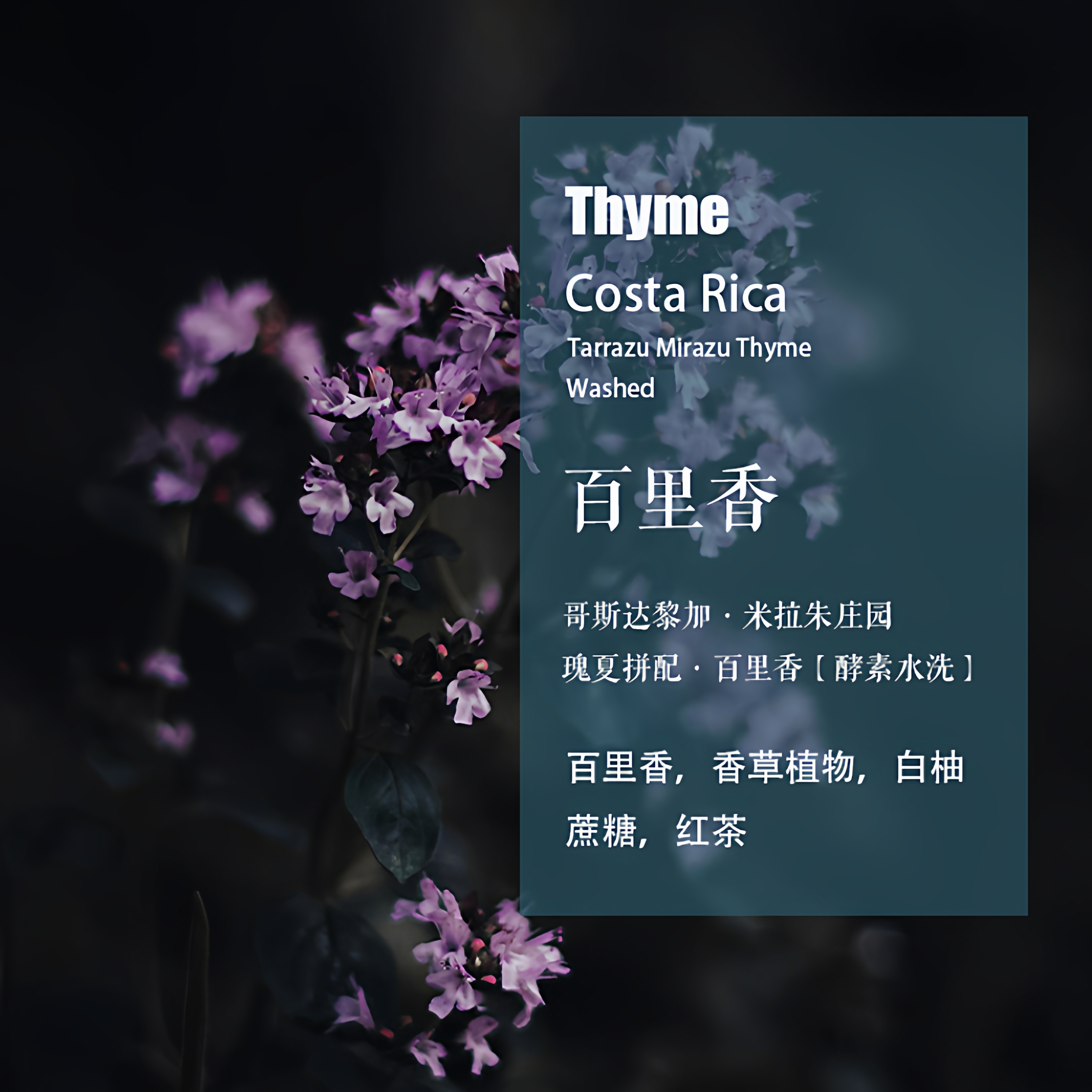 哥斯达黎加米拉朱庄园瑰夏拼配百里香咖啡豆酵素水洗手冲单品咖啡