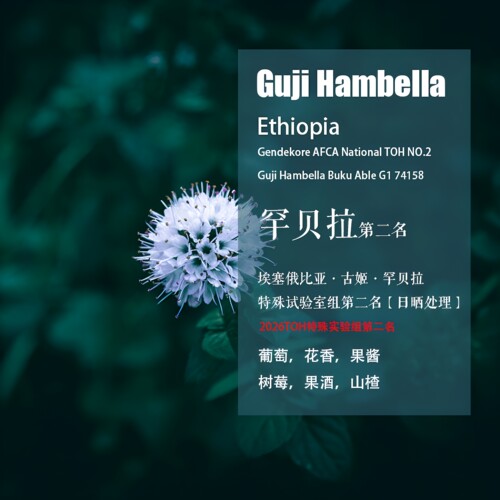 古姬罕贝拉第二名日晒处理咖啡豆