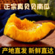 东方甄选同供应链贝贝南瓜板栗味小南瓜新鲜正宗农家自种粉糯香甜
