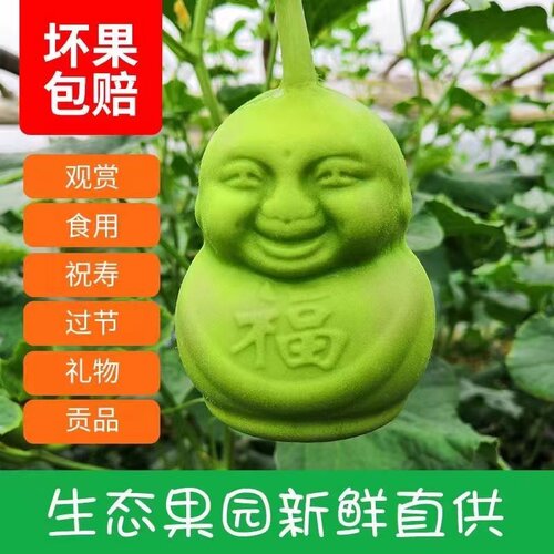 拜神上贡祝寿祭祖现摘人参果福娃水果人形甜瓜娃娃礼品非云南
