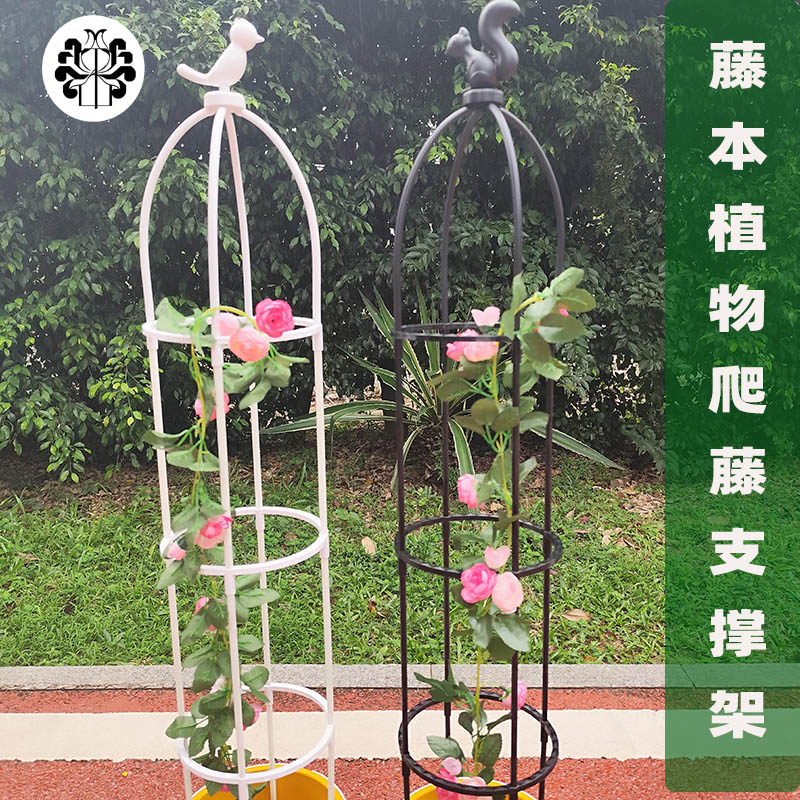蒜香飘香藤百香果朱顶红爬藤架图片