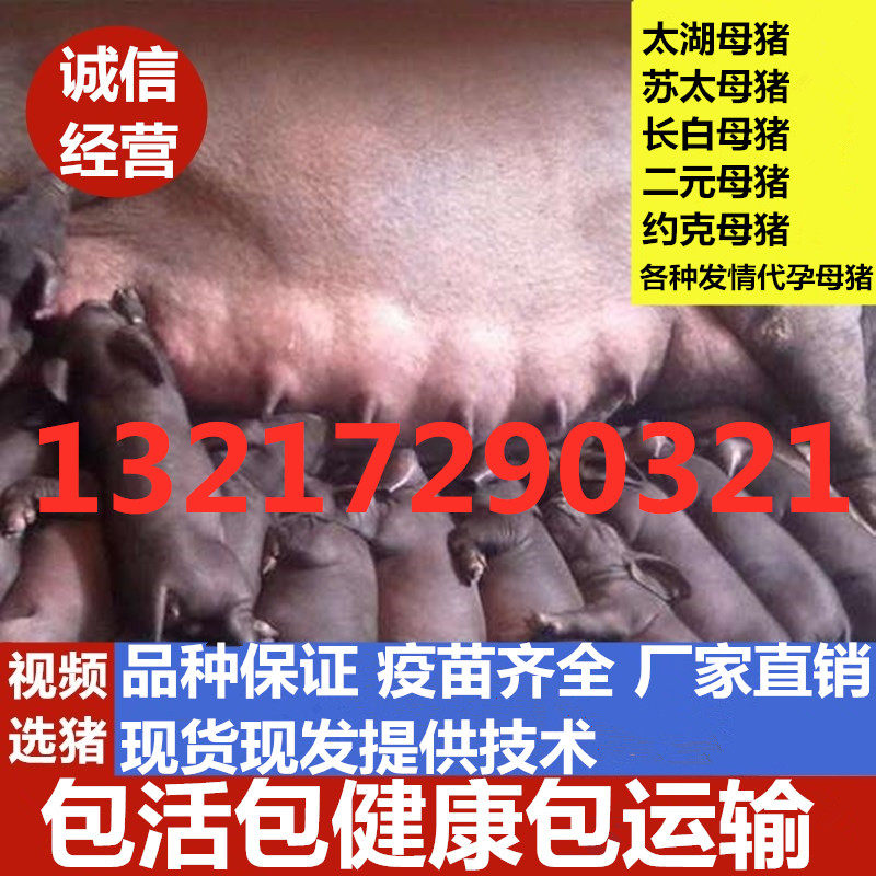 原种太湖母猪苏太长白长太二元梅山母猪杜洛克种公猪小猪活体包邮