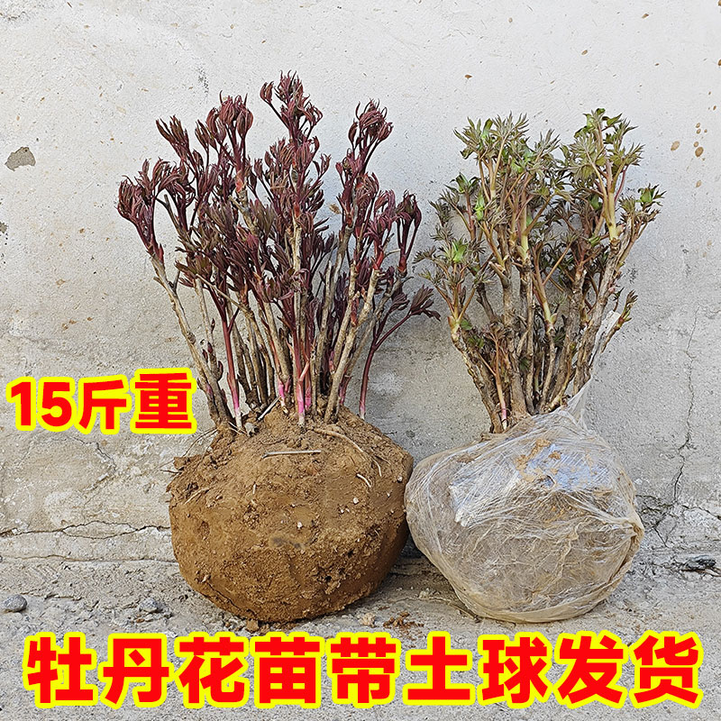 洛阳正宗牡丹花苗庭院重瓣盆栽图片