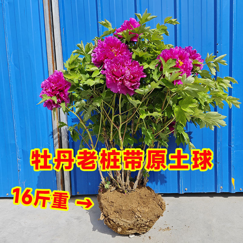 牡丹花洛阳花苗正宗发货