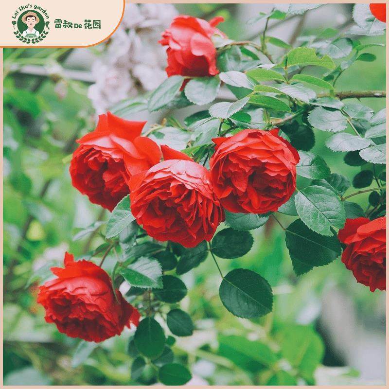 雷叔的花园佛罗仑蒂娜月季花苗正红色爬藤拱门围墙花栏造型盆栽地,鲜花速递/花卉仿真/绿植园艺,月季/蔷薇/玫瑰,淘宝优惠券,粉丝福利购,淘宝优惠卷