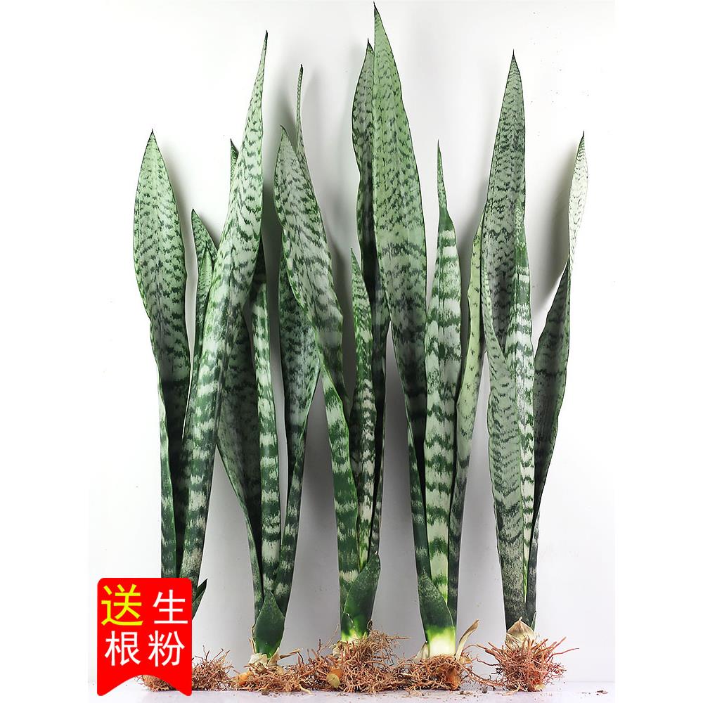 金边虎皮兰盆栽植物花卉客厅办公室内水培好养活高大型绿植虎尾兰
