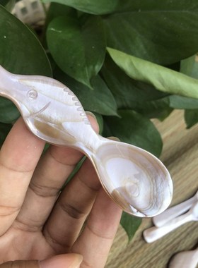 Natural conch shells spoon salt fish small spoon caviar dess