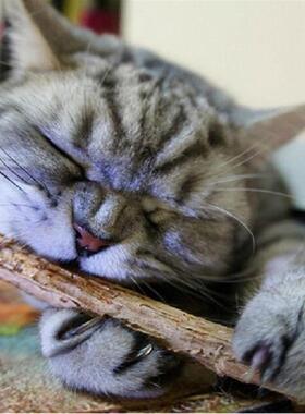 15/20pcs Pure Natural Catnip Pet Cat Toy Safety Molar Toothp