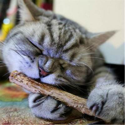 15/20pcs Pure Natural Catnip Pet Cat Toy Safety Molar Toothp