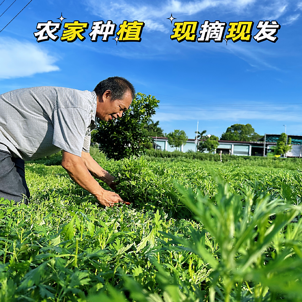 新鲜食用艾草梅州农家有机肥现摘现发蔬菜生艾叶粑粑青团顺丰包邮