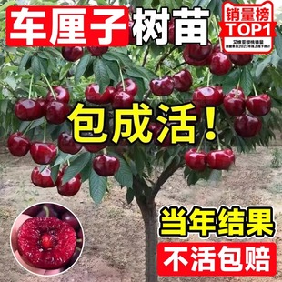 车厘子樱桃南北方种植特大樱桃矮化