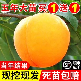 黄桃树苖桃树果苗嫁接苗冬桃油桃树果苗南方北方种植桃苗当年结果