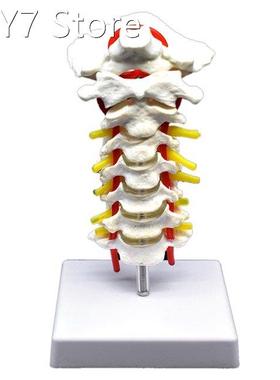 Cervical Vertebra Arteria Spine Spinal Nerves Anatomical Mod