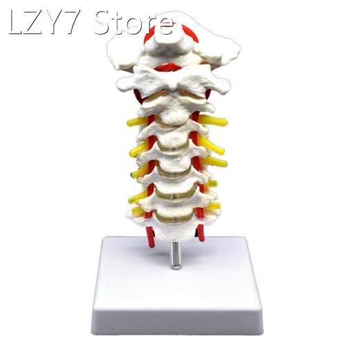 Cervical Vertebra Arteria Spine Spinal Nerves Anatomical Mod