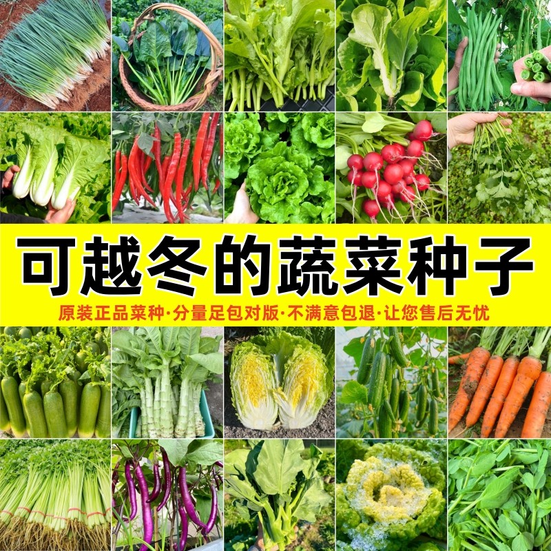 蔬菜四季香菜菠菜葱春播台种子大全阳盆栽庭院易种越冬农家菜土壤