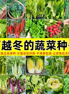 蔬菜种子四季香菜菠菜葱春播种子大全阳台盆栽植物庭院易种越菜冬