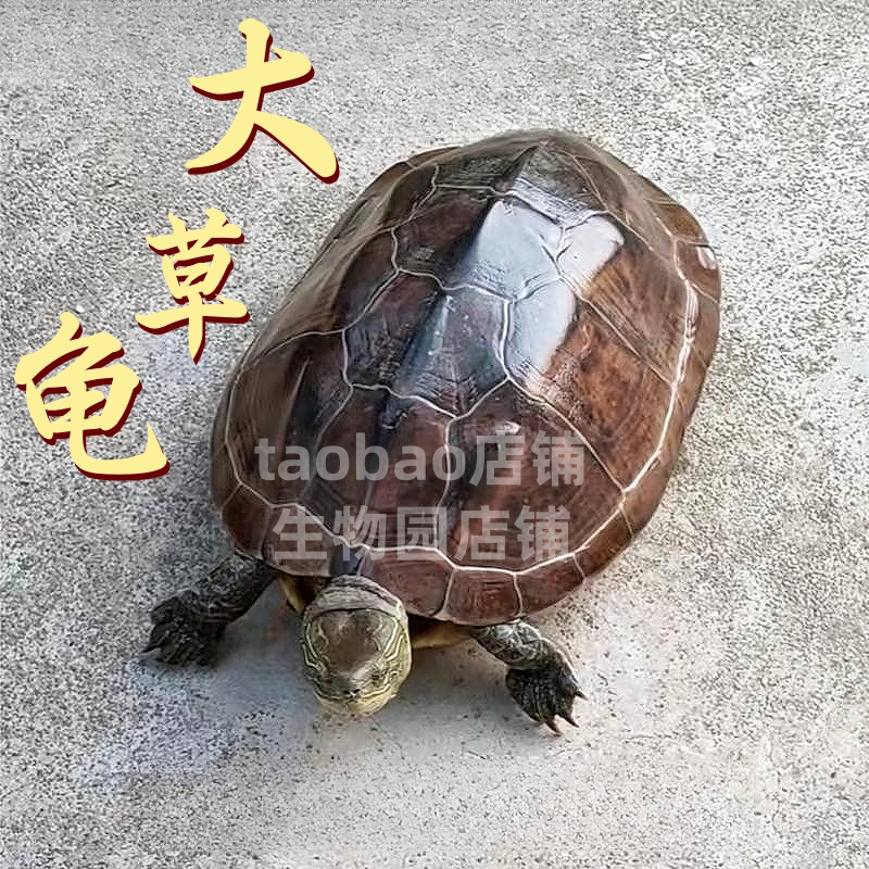 大草龟活物大乌龟活物大母龟中华草龟宠物龟花杂草龟小乌龟草龟