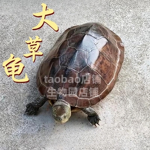 大草龟活物大乌龟活物大母龟中华草龟宠物龟花杂草龟小乌龟草龟