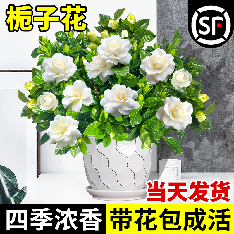 栀子花盆栽适合室内好养四季开花植物客厅阳台桌面花卉绿植茉莉花