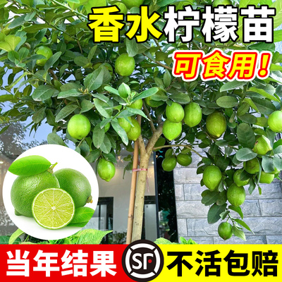 香水柠檬树苗盆栽带果室内