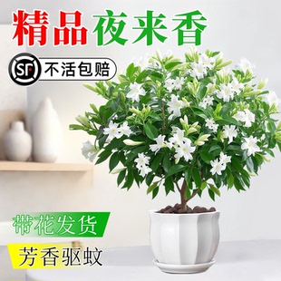 夜來香盆栽花卉室內客廳易活清香驅蚊植物室外庭院好養九里香樹苗