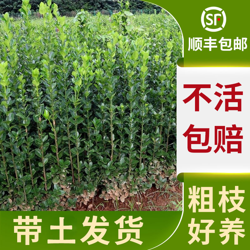 冬青篱笆墙大叶北海道黄杨树四季常青耐寒室外庭院围墙植物绿篱苗