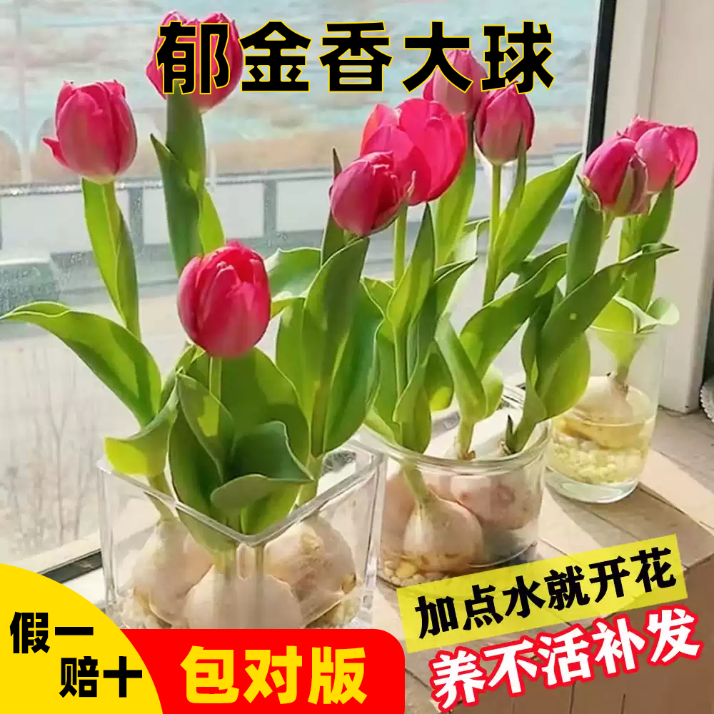 郁金香种球种子土培水培郁金香绿植植物花卉批发多季开花好养活
