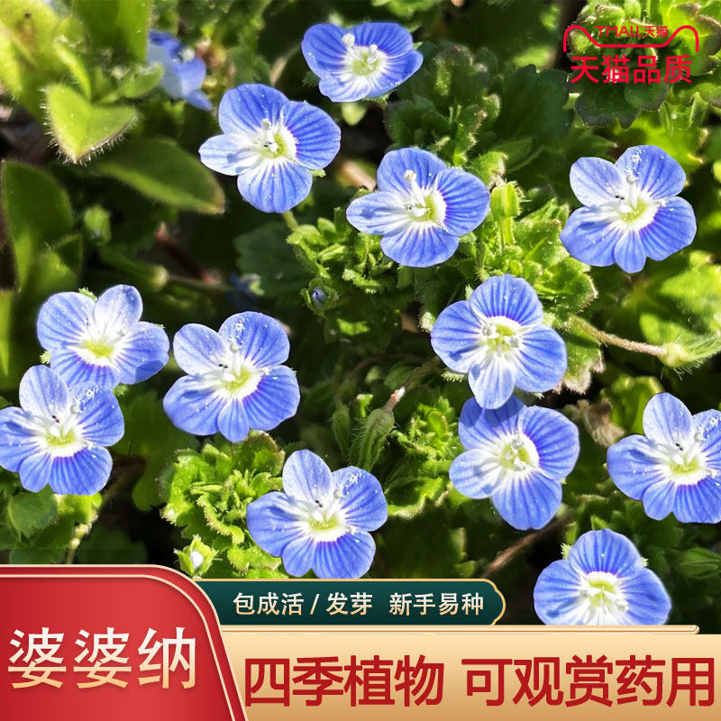 婆婆纳种子穗花婆婆纳花种四季易活庭院种植花种籽子婆婆纳种籽