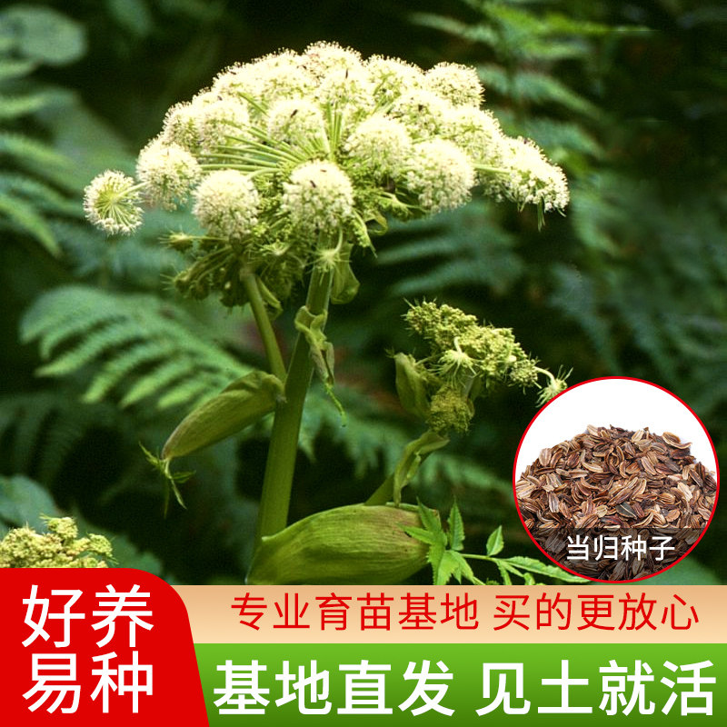 精选当归种子野生中药正品纯新当归种籽中药材种植苗苦参党参种孑
