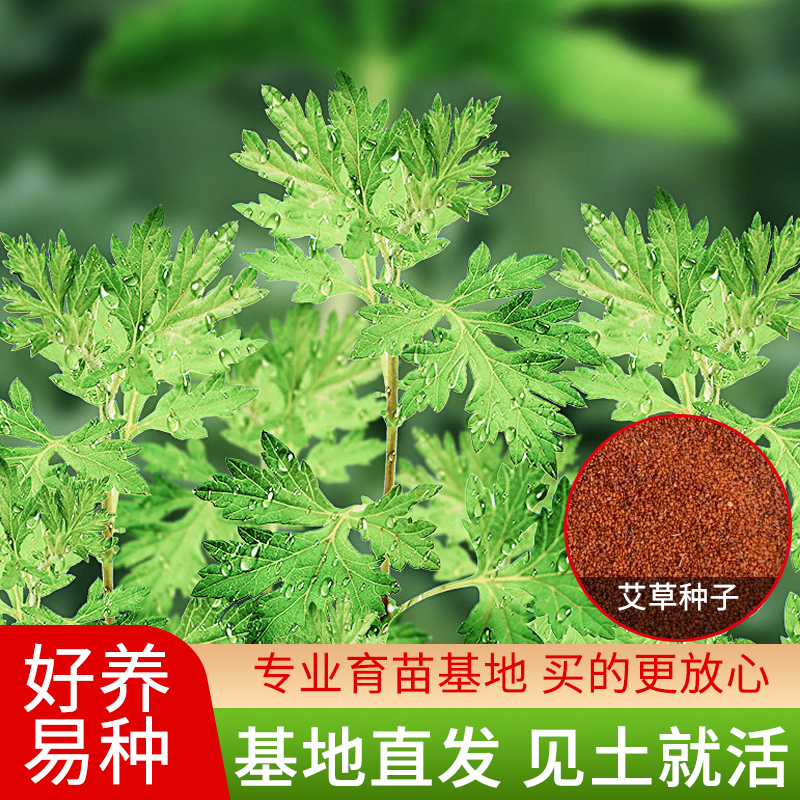 香艾草种子四季种 食用艾蒿种子野生香草药用艾草籽蕲艾艾绒种子