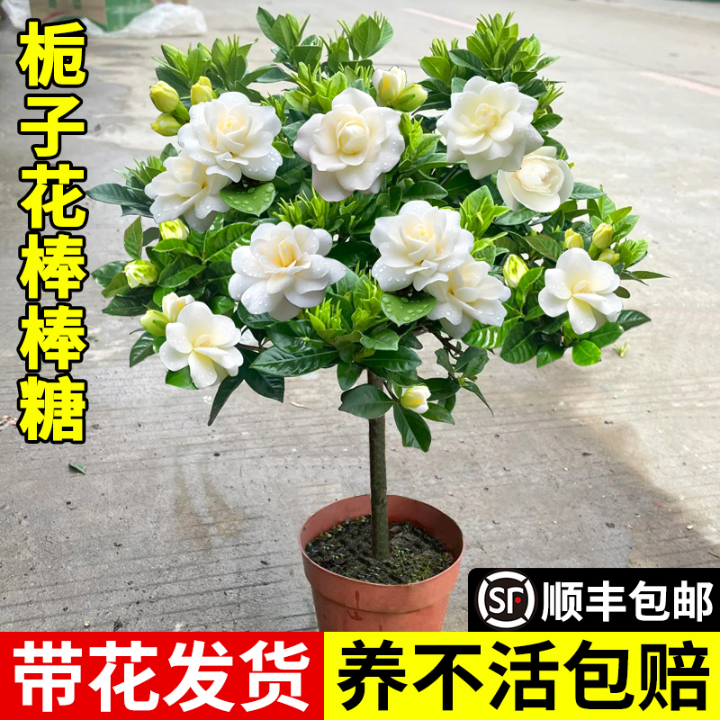 栀子花独杆棒棒糖带花苞四季开花