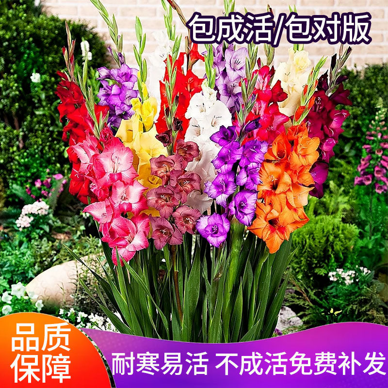 剑兰花种球种子籽大花菖蒲花四季开花植物多年生盆栽室外庭院耐寒