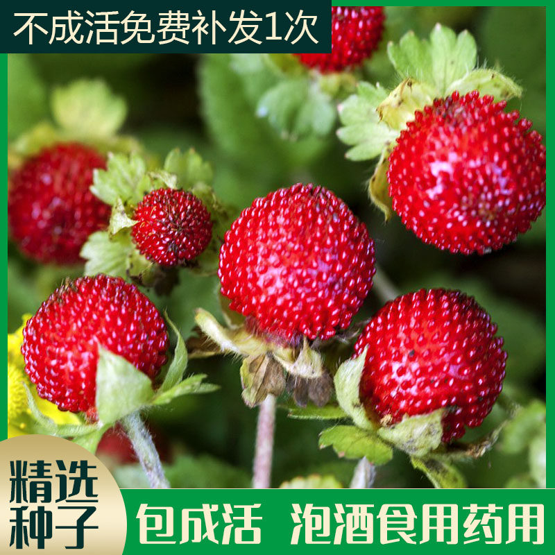 野生蔬果种籽蛇莓种子野草莓蛇泡草龙吐珠三爪风盆栽阳台可播花卉